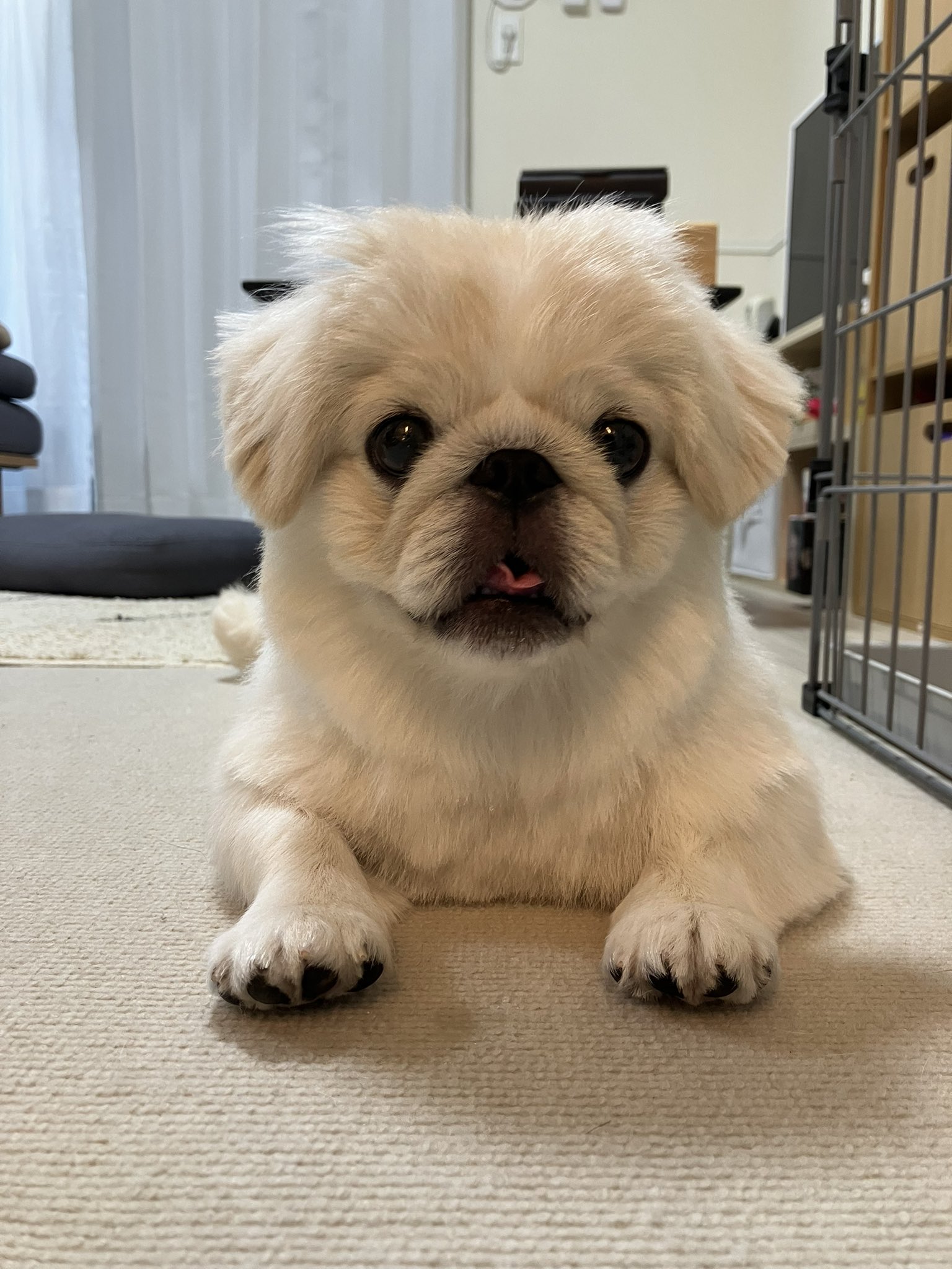 牛頭丸　ペキニーズ ペキニーズ | ペットショップ マルワン 小さめ子犬 美形な子猫