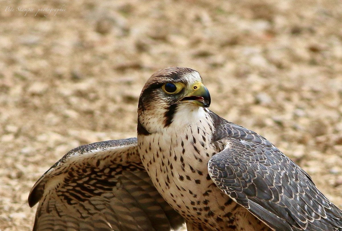 One from a few years back - Peregrine (2014) .<a href="/WWTSlimbridge/">WWT Slimbridge</a> <a href="/slimbridge_wild/">Slimbridge Sightings</a> <a href="/Natures_Voice/">RSPB</a>  <a href="/GlosBirds/">Glos Bird News</a> @Herefordbirds