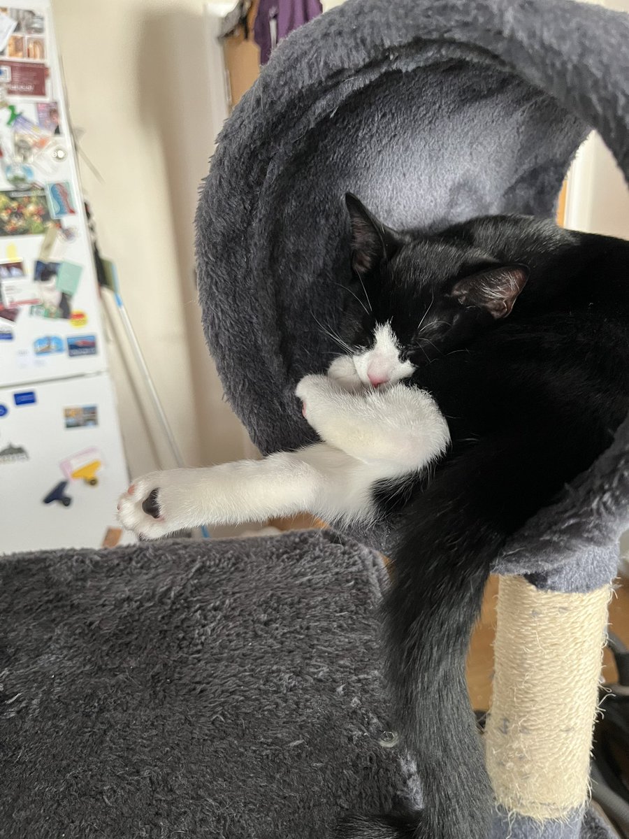 Whose leg is that foot? #catsoftwitter #Lottie