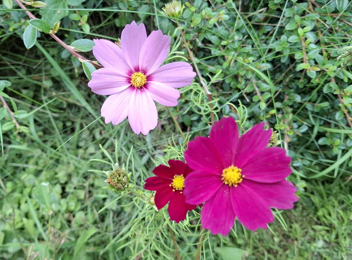 dagmarkuntscher🌳🌼🐾📚 📷 (@dagmarkuntscher) on Twitter photo 