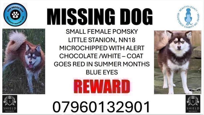 Please RT #stolendoghour
Teo went missing on a walk on 21st January 2024 from Little Stanion Woods near #Corby #NN18 
She is a small female Pomsky ( Pomeranian x Husky)
Have you seen her? Please help get her home 🙏💕🐾
#Northamptonshire #missingdog