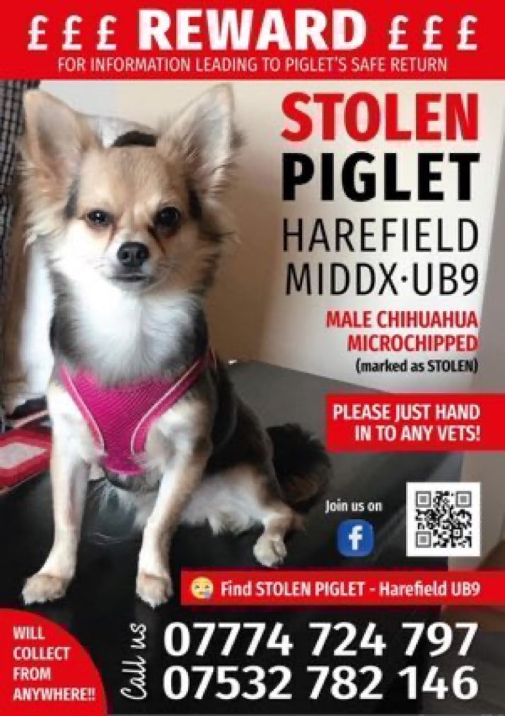 Over a year now 💔😢Have you seen Piglet?
On 28th March 2024 he went missing during a burglary from a barge his owner was staying on at the Coy Carp, Coppermill Lane, Harfield #UB9 #Middx 
Please help get him home 🙏

doglost.co.uk/dog/191333

#stolendoghour #Chihuahua #Stolendog