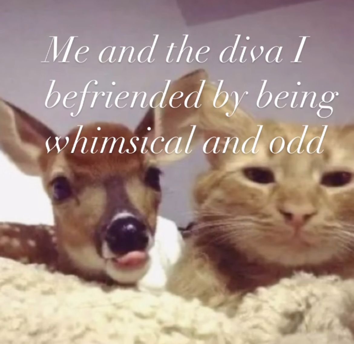 Me & Who? (@tagyourwho) on Twitter photo 