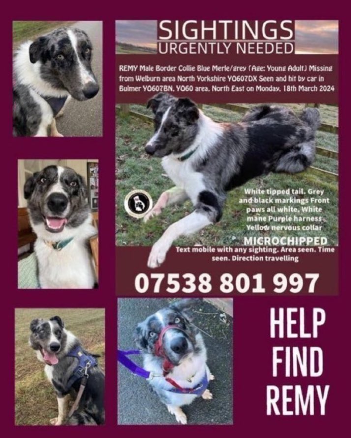 Please RT #stolendoghour 🙏
Urgent sightings needed of Remy. 
He was hit by a car on Monday 18th March 2024 in #Bulmer YO60 area #NorthYorkshire 
REMY is a blue Merle #Bordercollie 
Have you seen him ?

#findingRemy #missingdog #NorthEast #Welburn #dogs