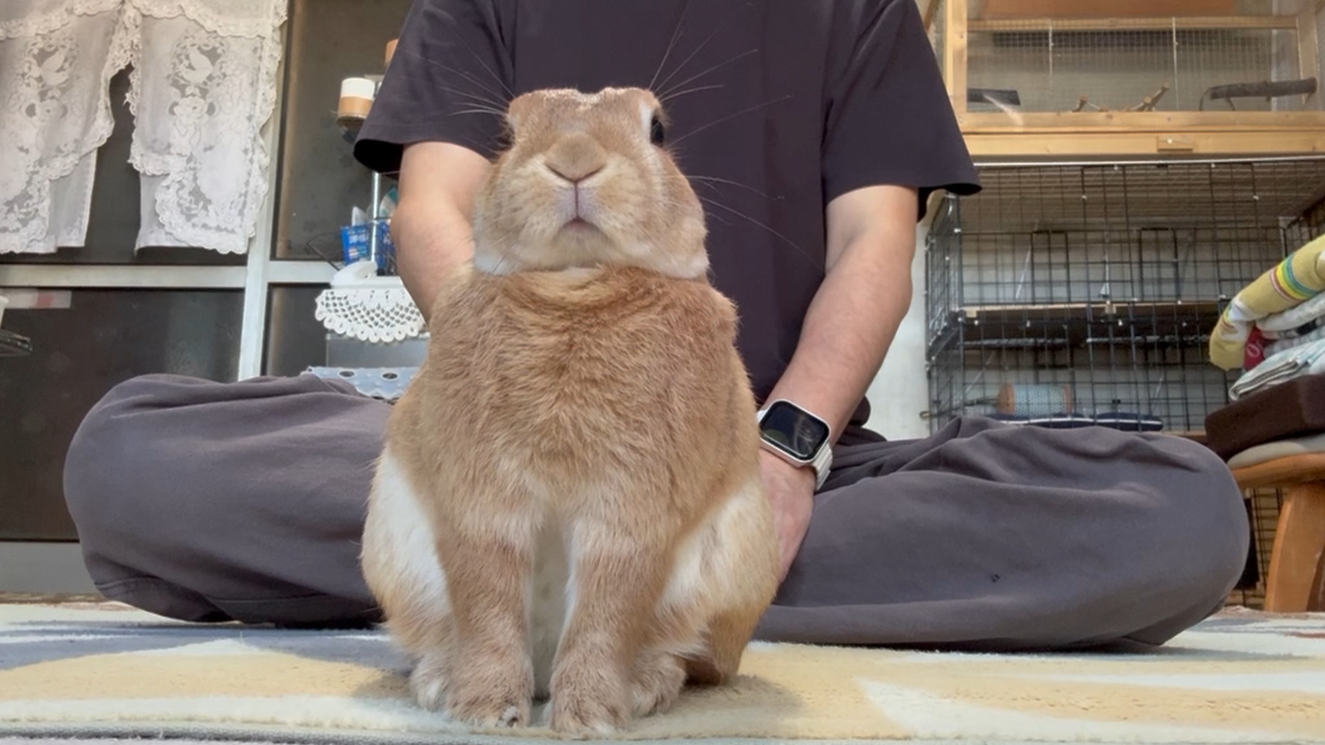 うさぎのふく on X: 