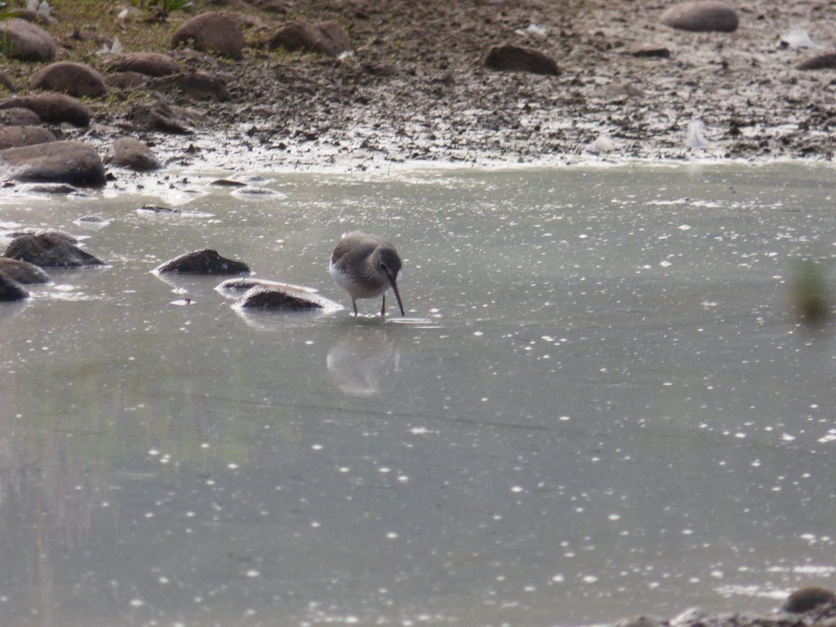 Snipe and Green Sandpiper were the highlights at <a href="/RSPBSandwell/">RSPB Sandwell Valley</a> this morning.