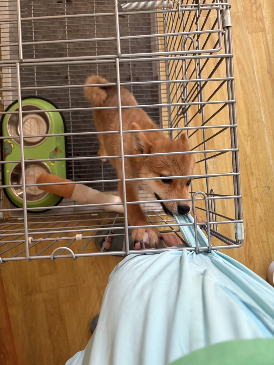 suika (@suika_wow) on Twitter photo 