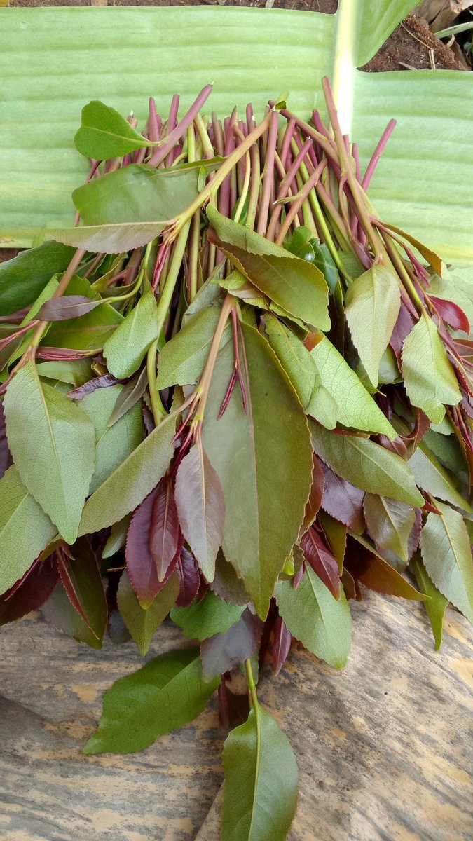 Aluta Sunday, early kick off!
🥰