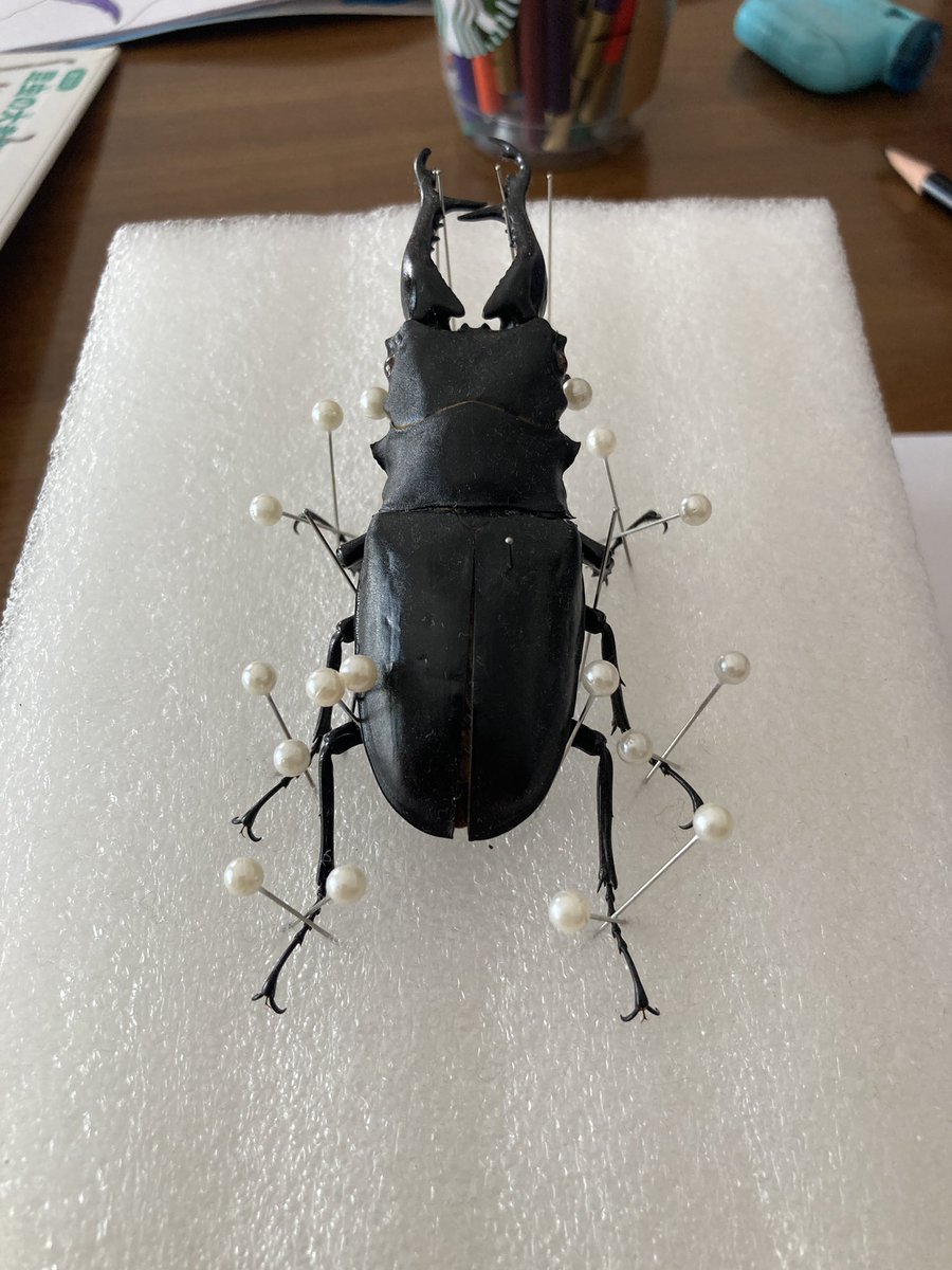 夏が暑くなりすぎて、僕の好きな夏は15年ぐらい前に終わってたんだな、、、