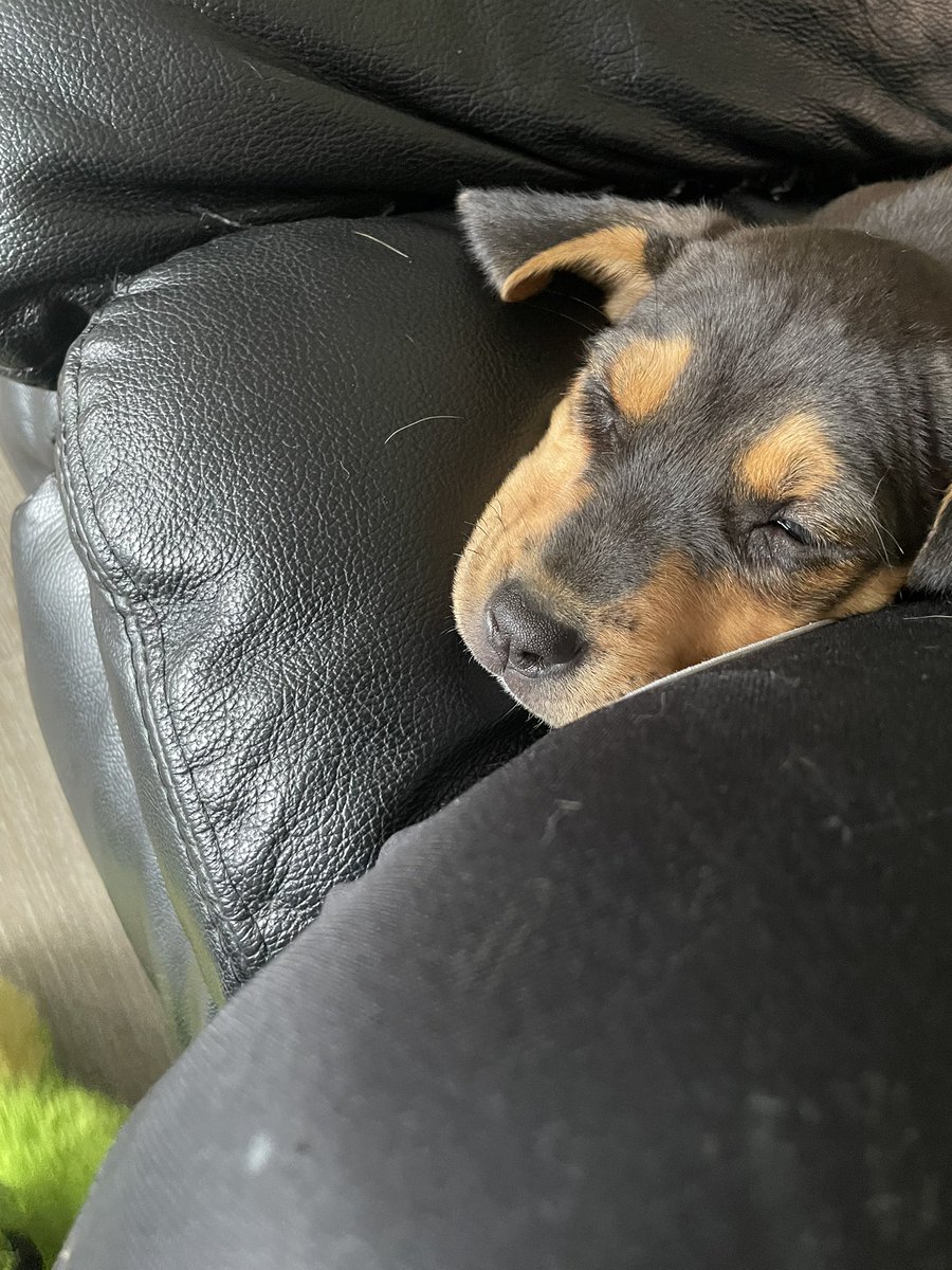 My kiddo got a puppy yesterday! Cutest dog I’ve seen