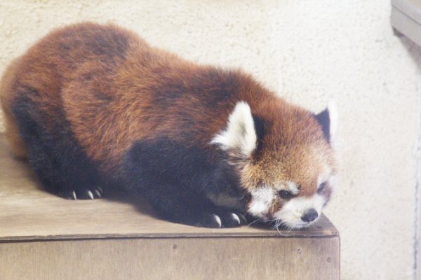 RedPanda-mi on X: 