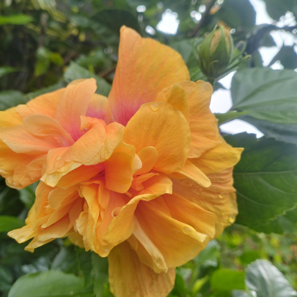 MAustira's tweet photo. @MAustira 
Hibiscus 🤍 https://t.co/IdShJ3rczs