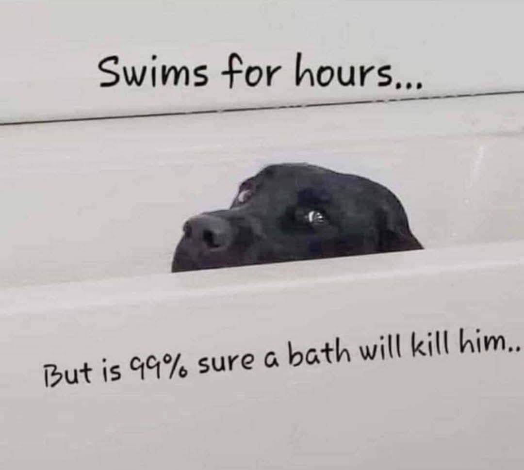 Heckin Good Dogs (@heckingooddogs) on Twitter photo 