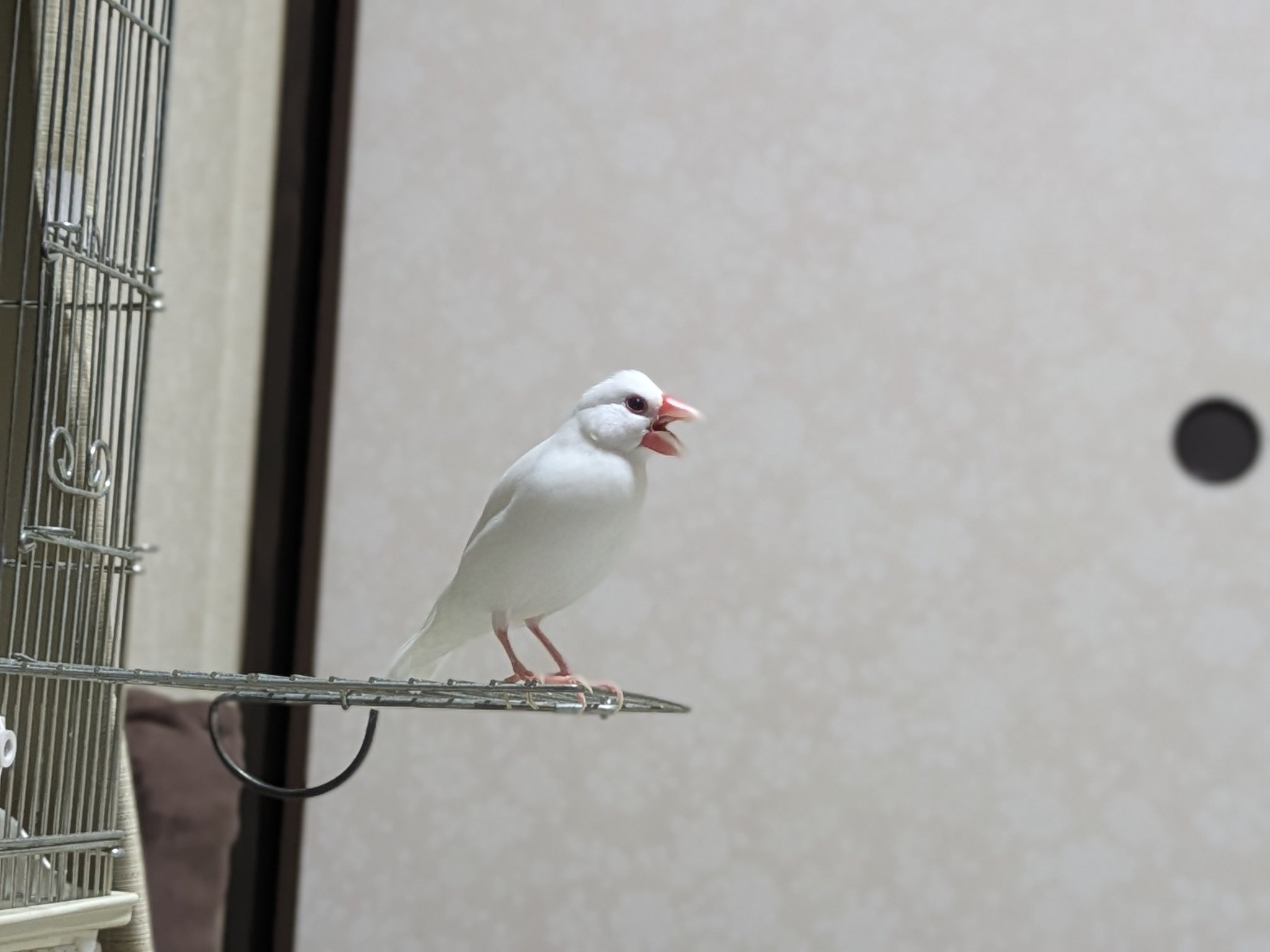 文鳥スキー　様 XL文鳥 (@XLBunchou) / X