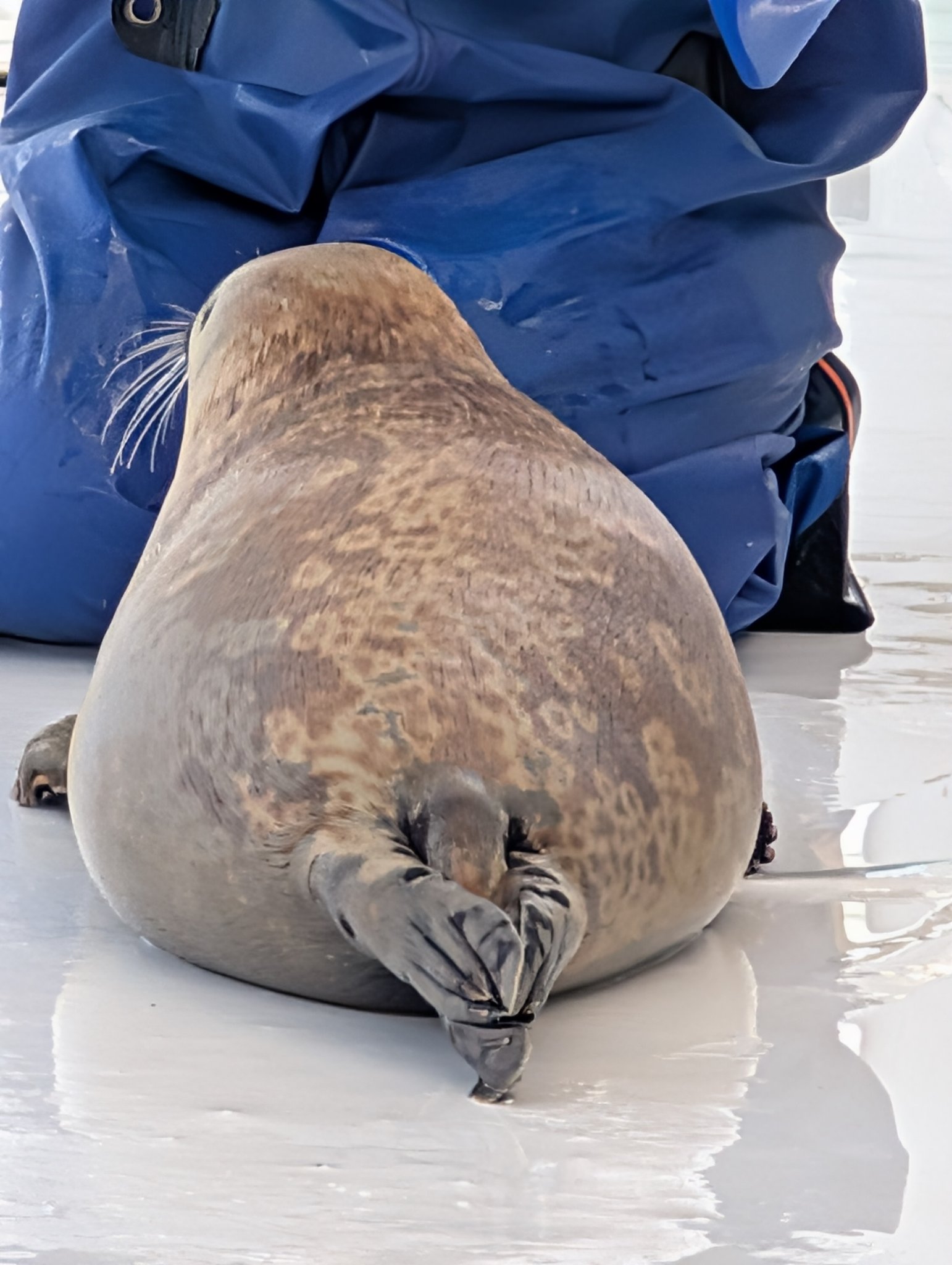 たるたる (@Fluorite9231mk2) / X