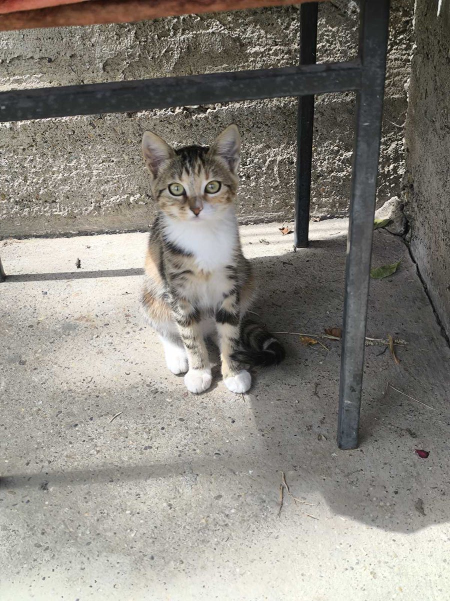 Prelepota i dobrota jedna mačeća!