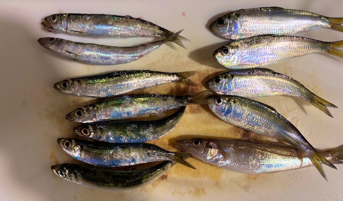 数年ぶりに釣りしてきた
ダイソーの釣り道具だけでこんなに釣れるのコスパ良すぎん？