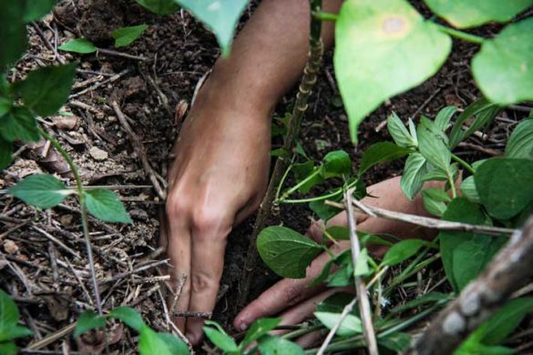 #24Ago Día Internacional de los Parques Naturales

El espíritu del Amazonas en el Waraira Repano

Adriana Rodríguez se aventuró a una jornada de reforestación en el Waraira Repano y se trajo la crónica del recorrido con Bosque Nativo.

📸<a href="/nathan_1969/">Nathan</a> 

📰lainventadera.com/2024/06/17/el-…