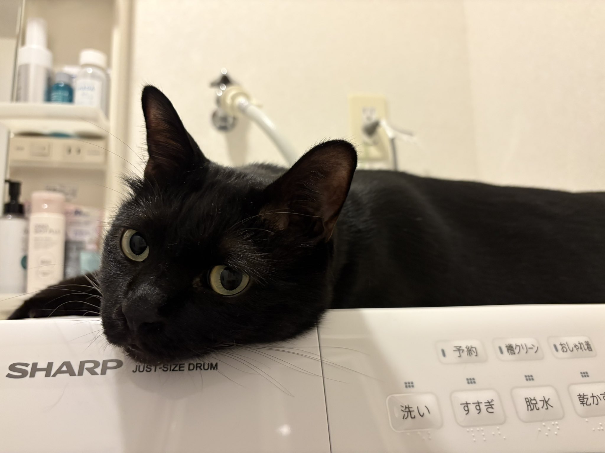 くろねこページ 黒猫 on X: 