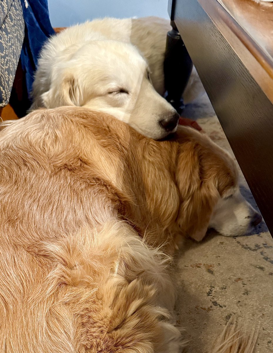 Augie Transition #39

“Even though I’ve only been here a week, bossy Miss Sophie and I cuddled last night! Maybe it was my bright shiny name tag and new collar that did the trick!  Dad said something about Sophie being a therapy dog and puppy mill mama. I don’t know, but it was