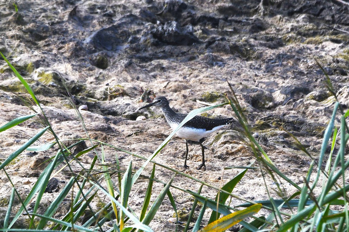 Two Green Sandpipers briefly at dry Graveyard pond this morning. <a href="/FSCSlaptonLey/">FSC Slapton Ley</a> .
