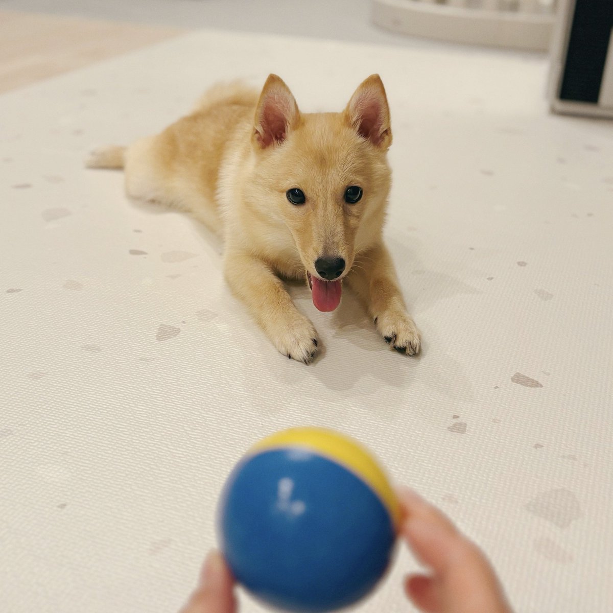 日曜日ボール遊びしておひるねしてボール遊びした