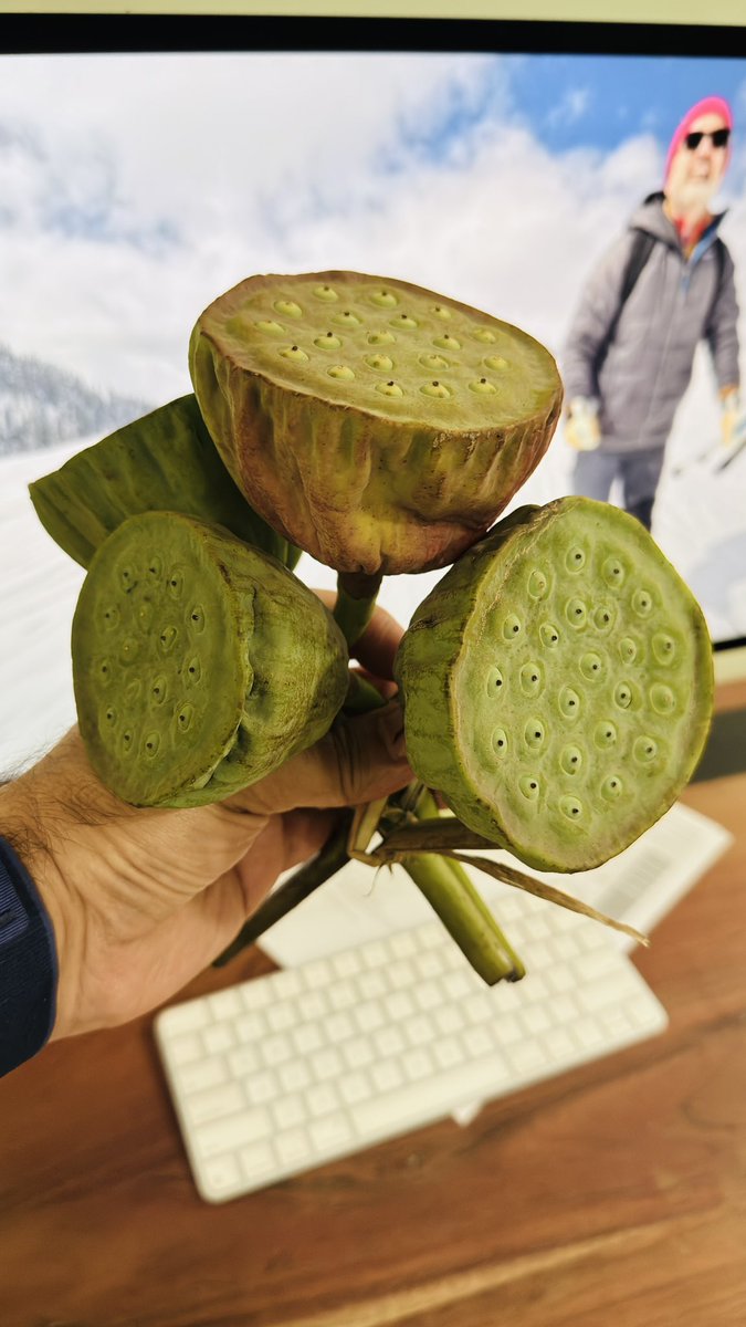 It’s never fun to be back, never ever. 

In the meantime these are lotus seeds, very tasty. They are called pambuch in Kashmiri. 

When completely dried, these are used in havan as part of many Hindu rituals.