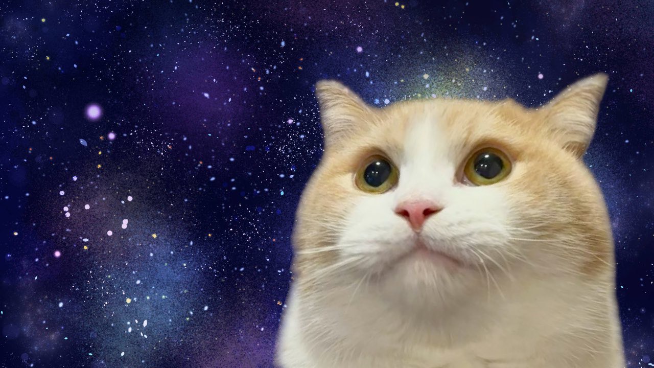 ねこ♡ Emanuela on X: 