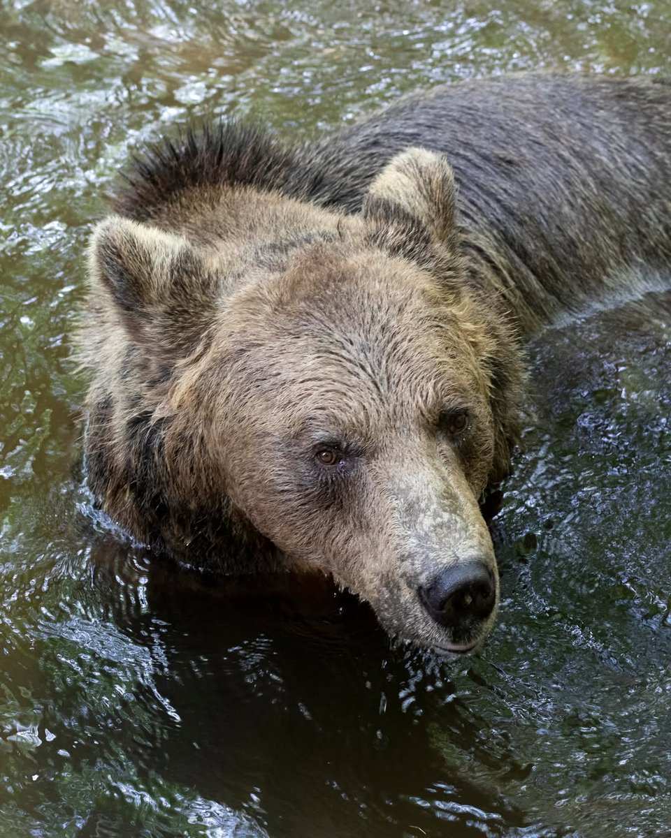 When the weather is warm and sunny ☀️, there is only one place we know for sure Riku would be, and that is his fresh pool! 💦
 
Inhabitant of BEAR SANCTUARY Belitsa🌳 since 2017, he has been flourishing and enjoying life to the fullest ever since.