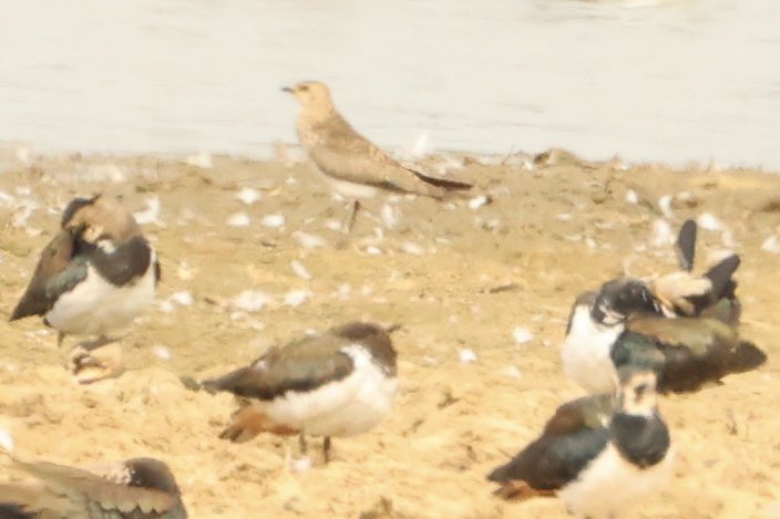Views were much better than the photos I got of the Black-winged Pratincole at Kirton-in-Lindsey, Lincs just now. Nice year tick though and better views than the Notts one I had last year.