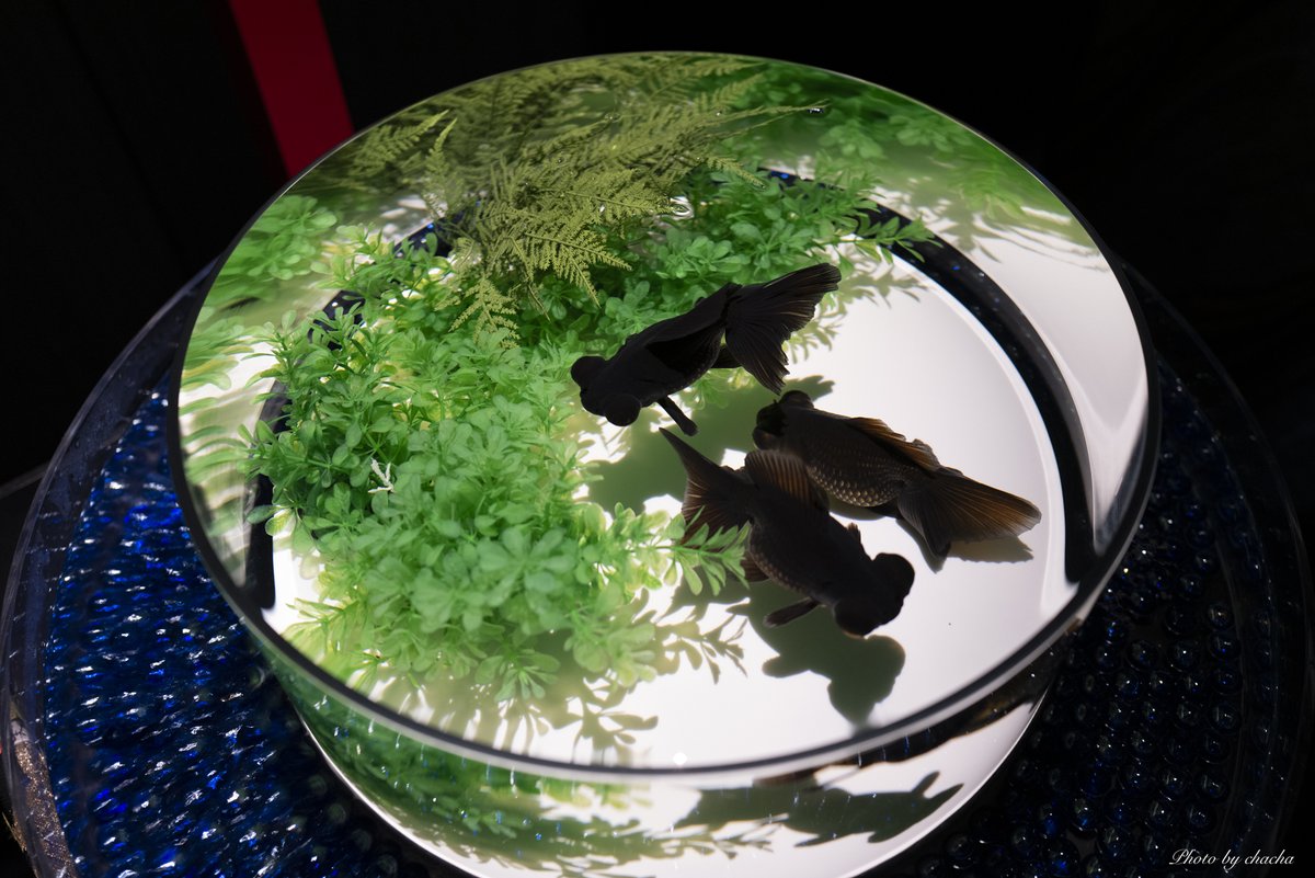 chacha31240094's tweet image. #アートアクアリウム 
#Q2