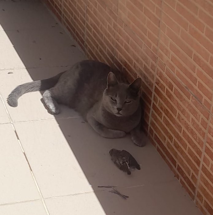 Kedim serçe yakalamış tipe bak terör