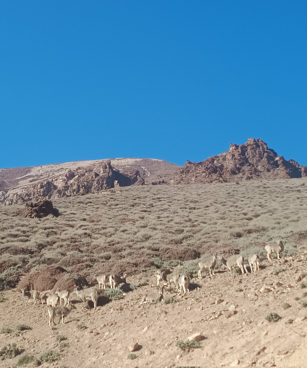 Nuclear DNA based genetic study by <a href="/wii_india/">Wildlife Institute of India</a> reveals  eastern Himalayan Bharal population in Sikkim are closely related with the Chinese sub-species (P. n. szechuanensis). It also highlights that west and east Bharal represent distinct Evolutionarily Significant Units (ESUs)