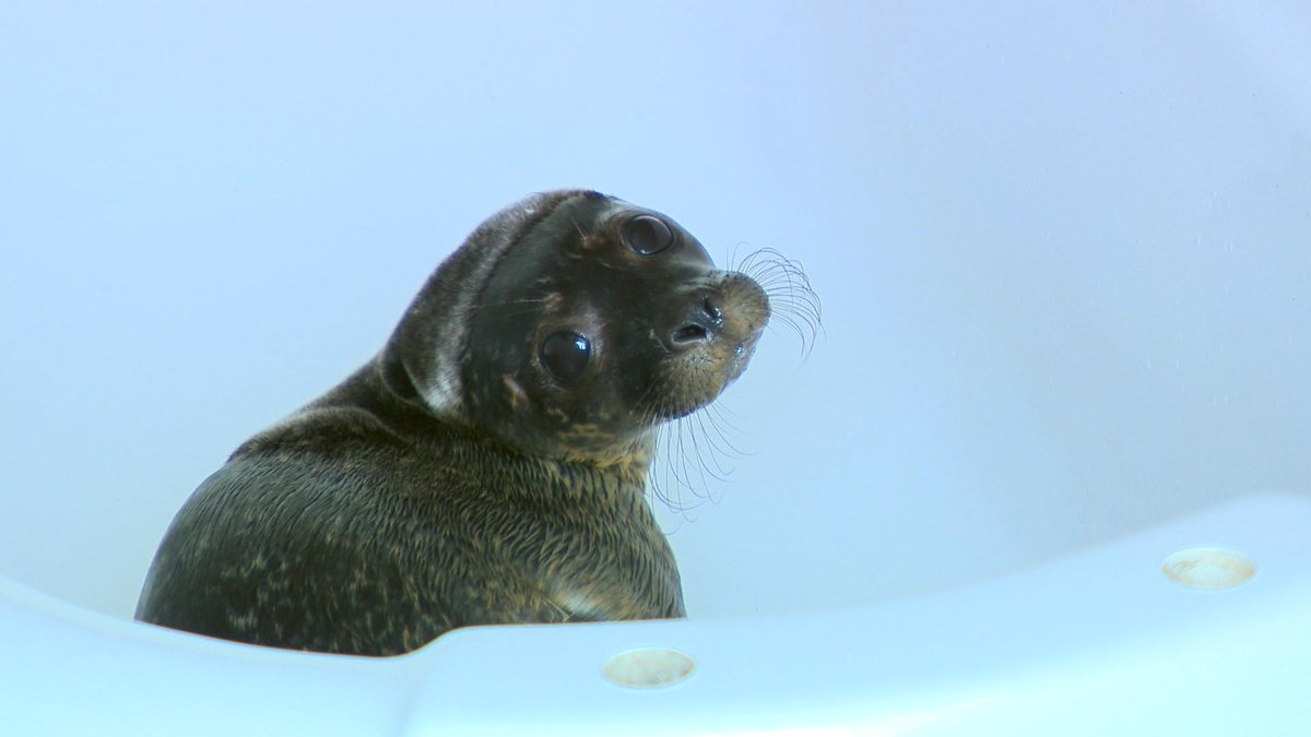 We are in County Wexford to explore some of its must-see attractions for visitors including <a href="/heritageparkwex/">The Irish National Heritage Park 🦉 #Wexford</a> <a href="/seal_rescue/">Seal Rescue Ireland</a> <a href="/DunbrodyShip/">Dunbrody Famine Ship</a> &amp; more on #RTENationwide Monday 25th August <a href="/RTEOne/">RTÉ One</a> 7pm <a href="/WexfordHour/">#WexfordHour</a> <a href="/Failte_Ireland/">Fáilte Ireland</a> <a href="/visitwexford/">Visit Wexford</a> <a href="/BlathnaidRua/">Bláthnaid Ní Chofaigh</a> <a href="/WexfordHub/">Wexford Hub</a> <a href="/wexfordcoco/">Wexford County Council</a> RT