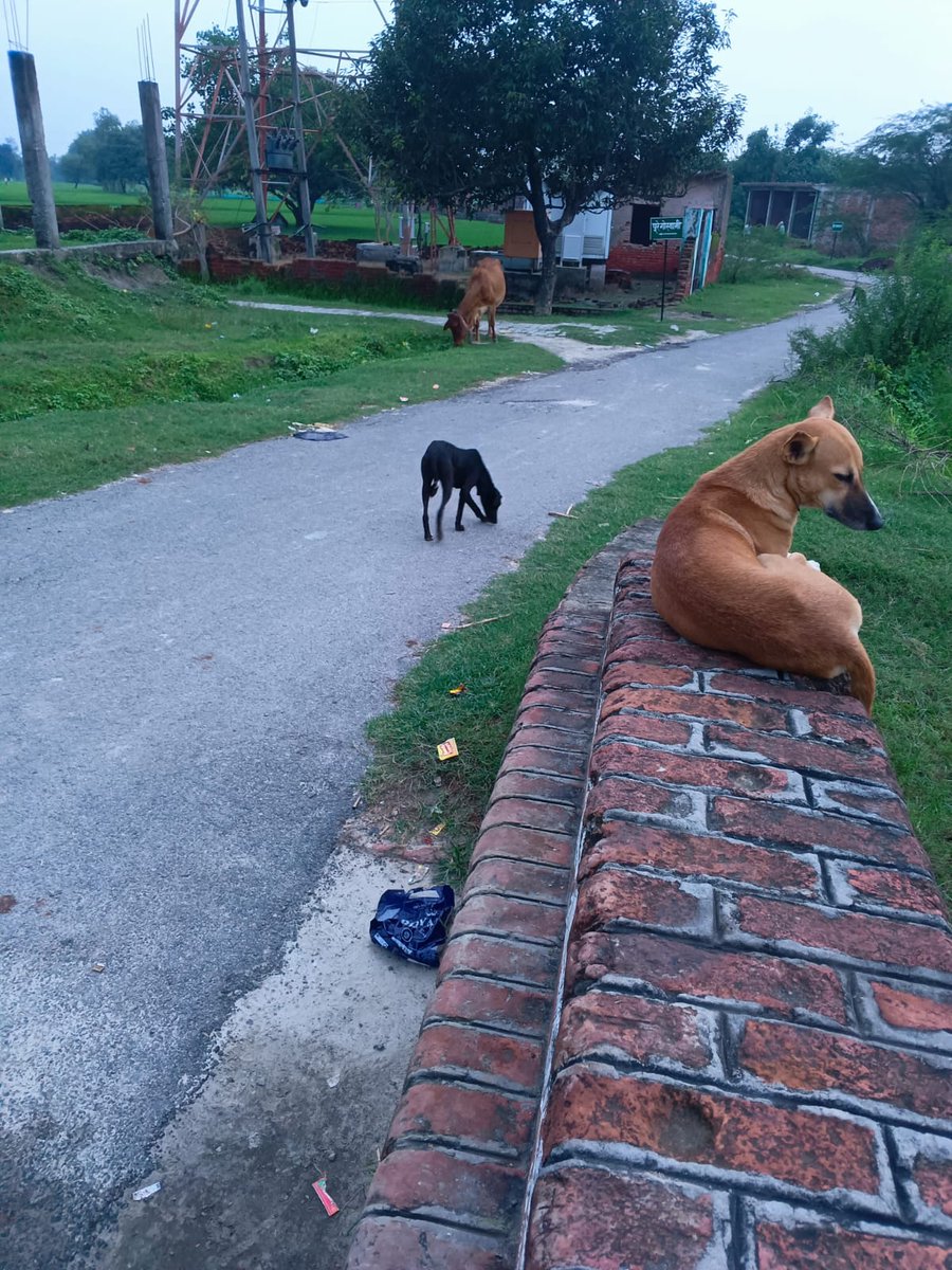 श्री मान आवारा कुत्तों के आतंक से ग्रामीण वासी परेशान आय दिन छोटे बच्चों व बुजुर्गों के ऊपर करते हैं हमला हमले से कई ग्रामीण हुवे घायल मामला तिलोई ब्लॉक के कूरा ग्राम पंचायत पूरे जगरूप  <a href="/DFOAMETHI/">DFOAmethi</a> <a href="/DmAmethi/">DMAmethi</a> <a href="/cdoamethi/">CDO Amethi</a>