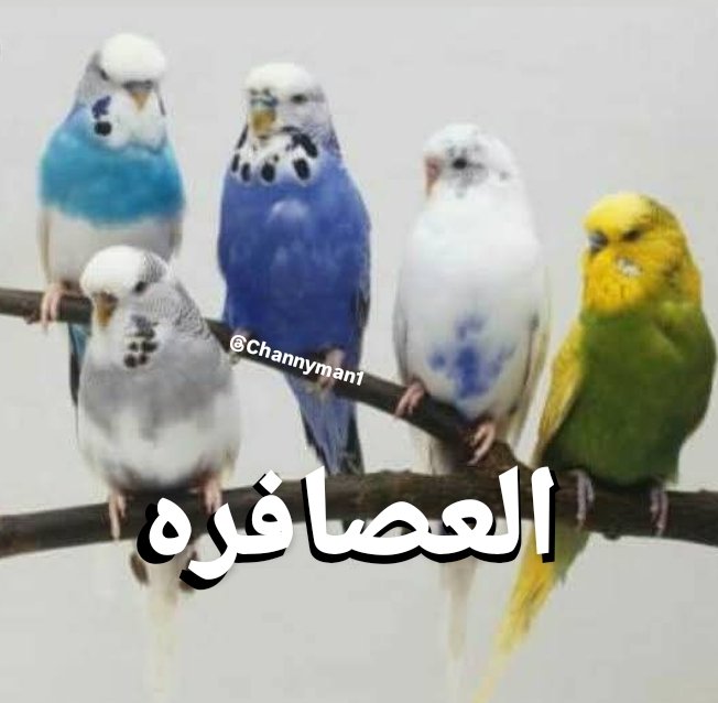 زو𓂆z (@hazemun) on Twitter photo 