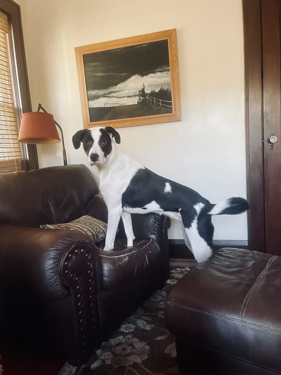 Ellie says gm and happy Sunday she loves you and hopes you have a great one today! (Regular Milo and Bean content will return this evening when we’re home lol)