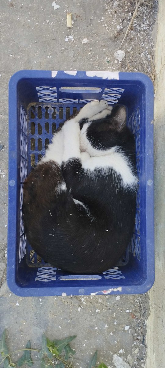 cat
кот
мысык