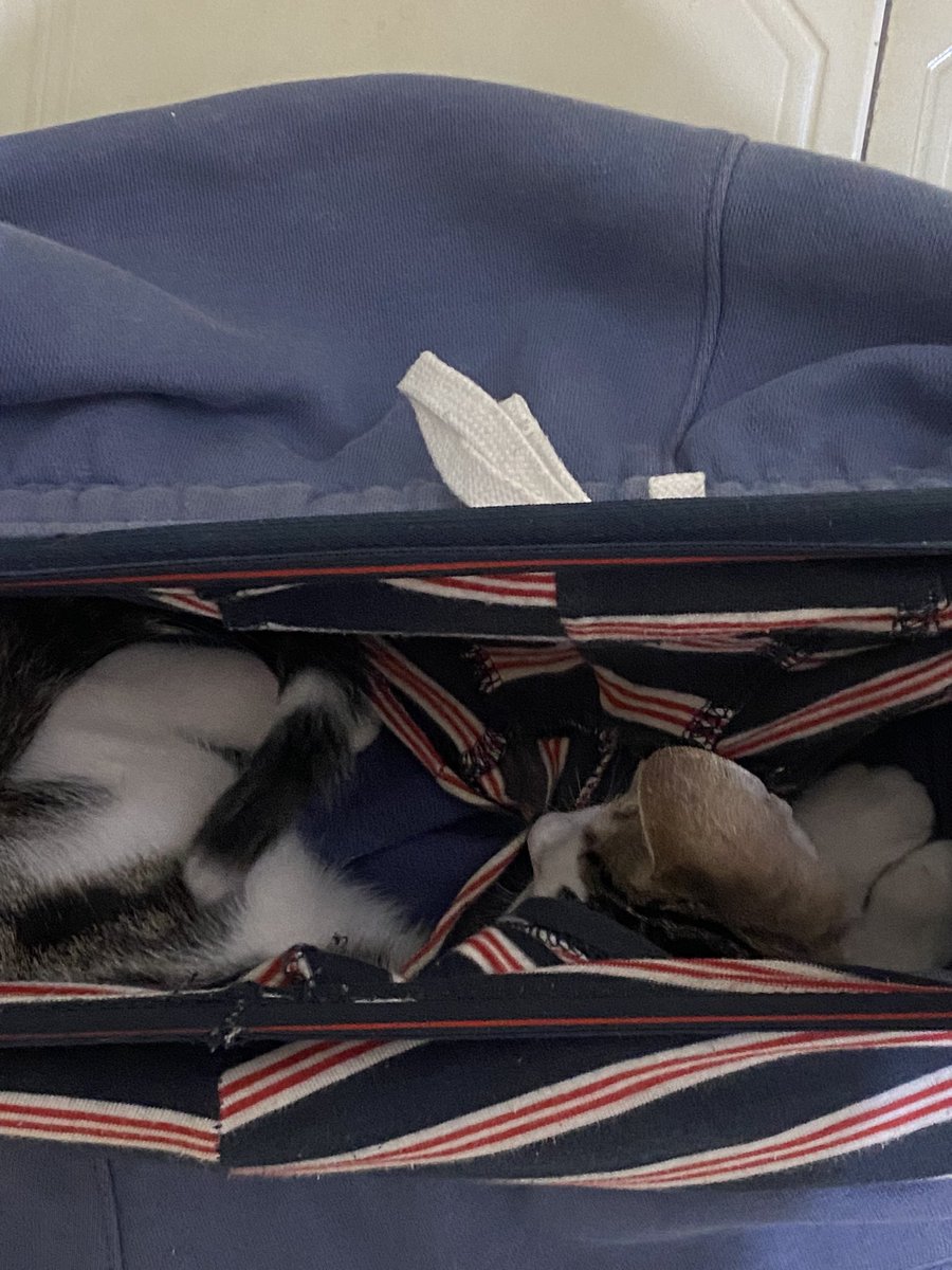 SojeeJs's tweet image. 💤