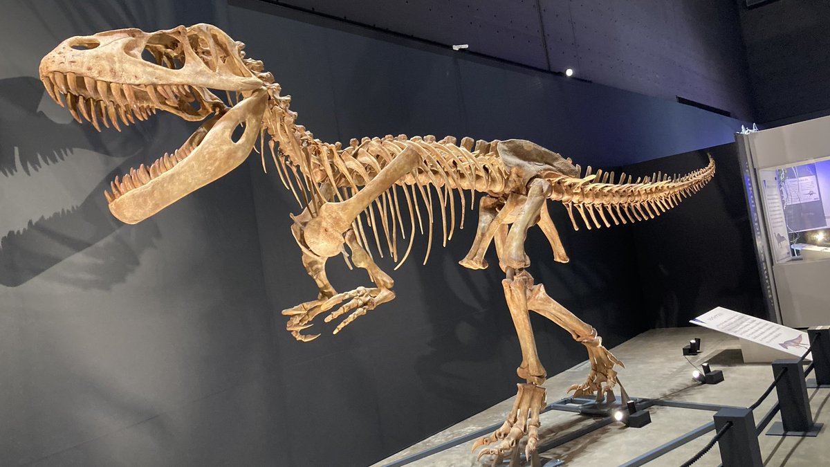 皆さんにとってジュラ紀最大の獣脚類は何ですか？？？
僕はトルボサウルス！！！
強靭！無敵！最強！！！
 #Torvosaurus