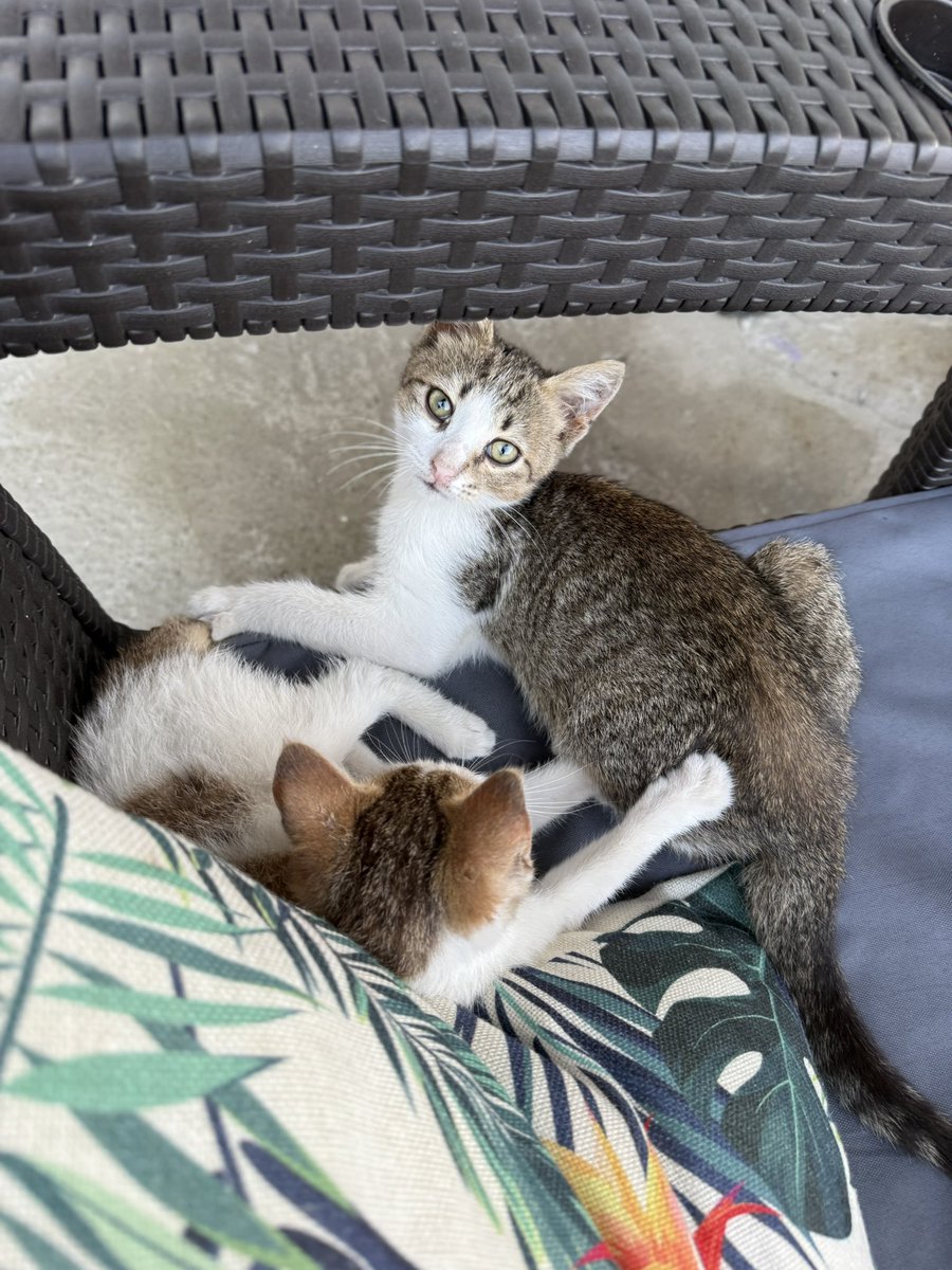 Эй, магия твиттера, помоги! Нужно найти новый дом для котиков в Сочи.

Ребята, пожалуйста, сделайте максимальный репост!