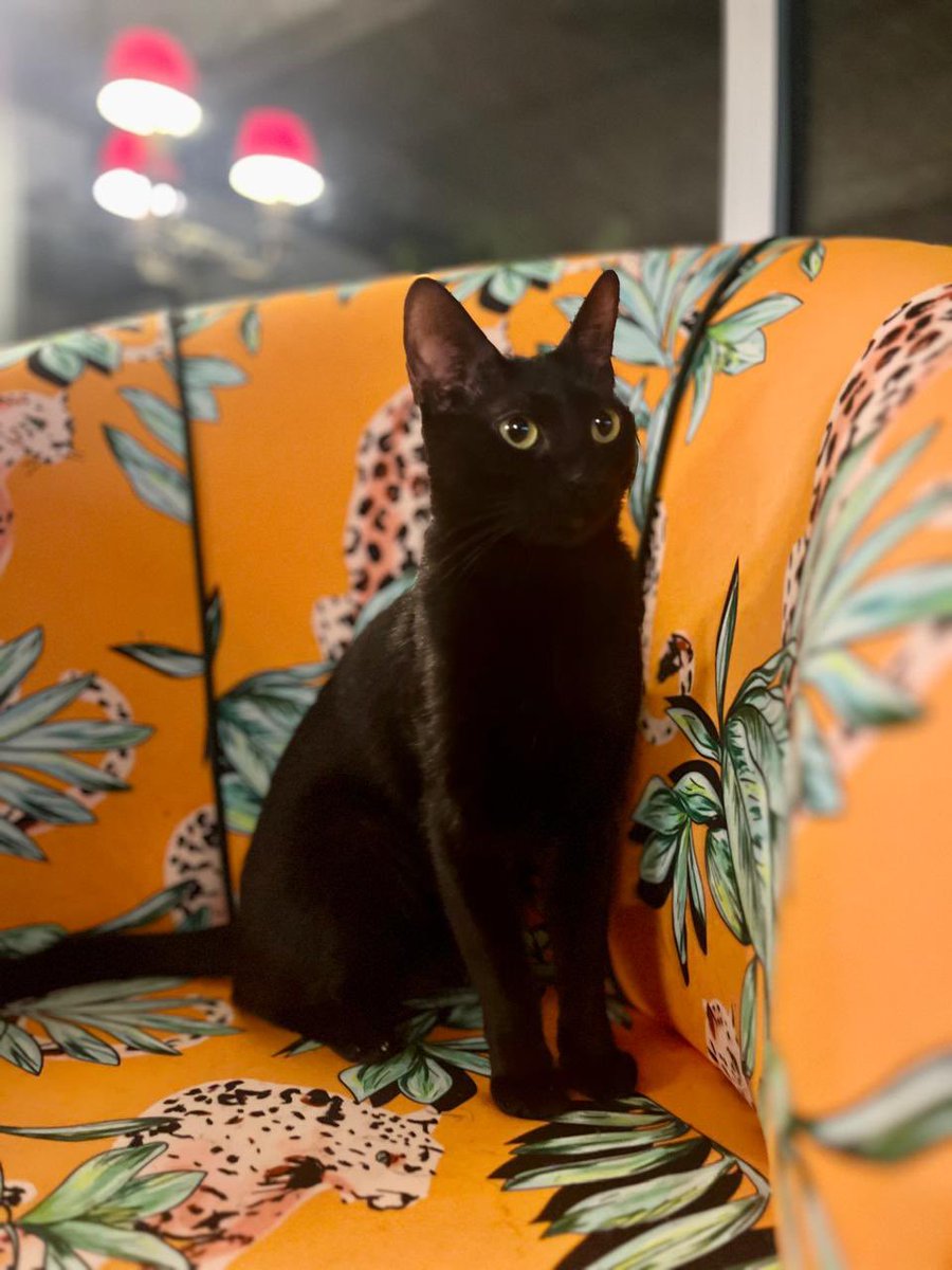 Más de 2500 años observando. Les presento al gato de Gayer-Anderson. lanacion.com.ar/salud/la-histo…