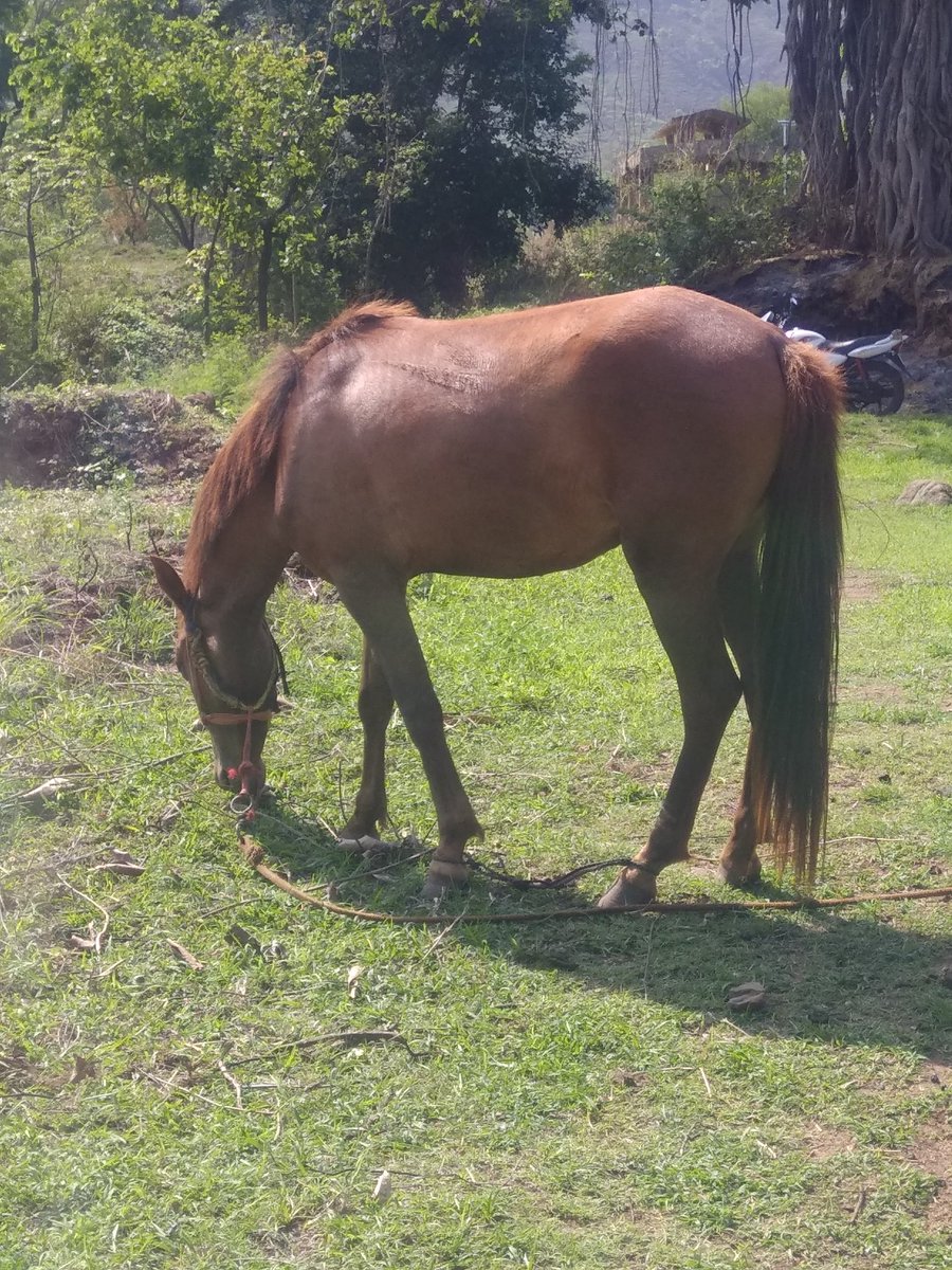 KishorWadk12676's tweet photo. Flashbacks...

-Kathiwadi horse grazing 
-Our Top quality pandharpuri heifer 
-Fireflies at our farms (bioluminescence )
-Our usual Monsoon meetings.
#Krishnavalleyfarms  #simpleliving #आमचीमातीआमचीमाणस #simplelife #Agriculture ❤️ #wecoexist https://t.co/mWG55o1FQO