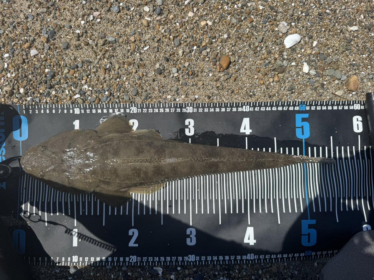 熱中症になります！

#マゴチ
#真鯒
#常磐サーフ
#福島県