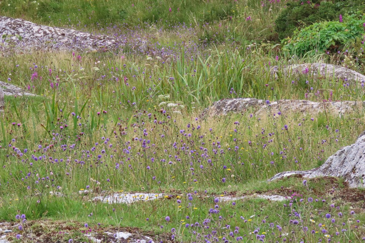 Donna Rainey tweet media