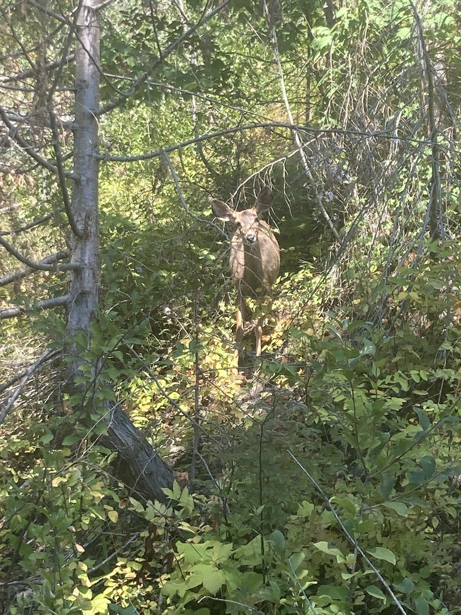 ukefrederick's tweet image. Deer behind my house!