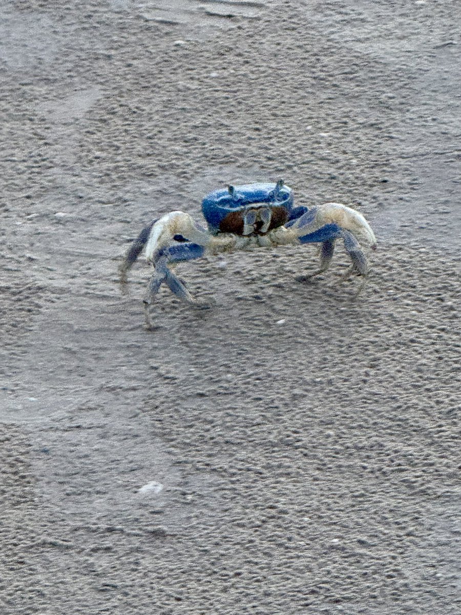 VisitStarbase's tweet photo. It’s not just rockets!  🚀  We’ve got crabs TOO!  🦀  #BocaChicaBeach 🏖️ @VisitStarbase 😎 https://t.co/tjFPgyawN7