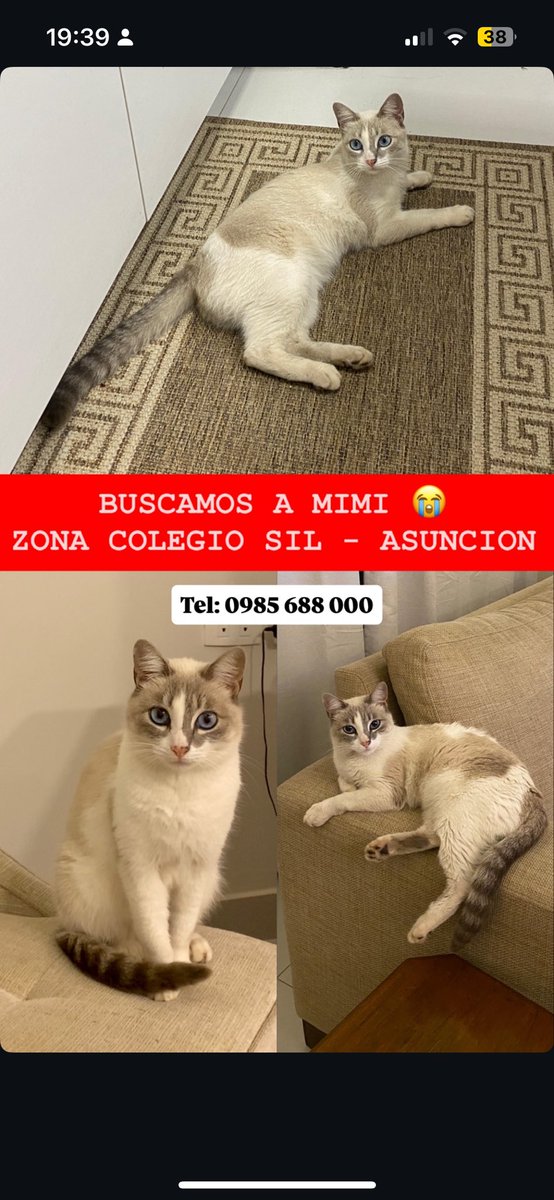 Buscamos a Mimi
Se agradece RT 🙏🏻 
<a href="/koalandeMichi/">Koa La Nde Michi 😺😸😽😼😻</a> <a href="/OlfateandoHPy/">Olfateando Huellas</a> <a href="/Ayudandopeludos/">Ayudando Peludos</a> <a href="/dameunapatapy/">@dameunapatapy</a>