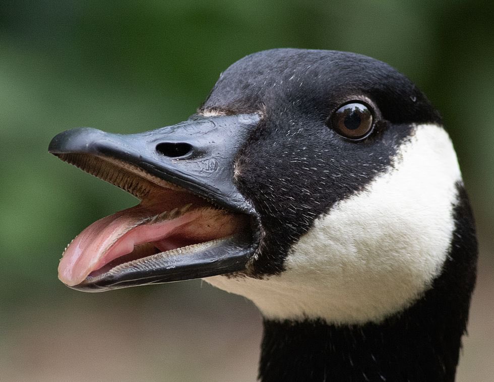 The Dealer tweet media