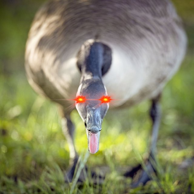 The Dealer tweet media